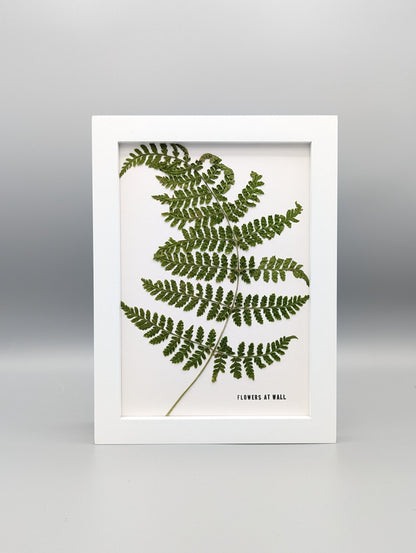 Fern