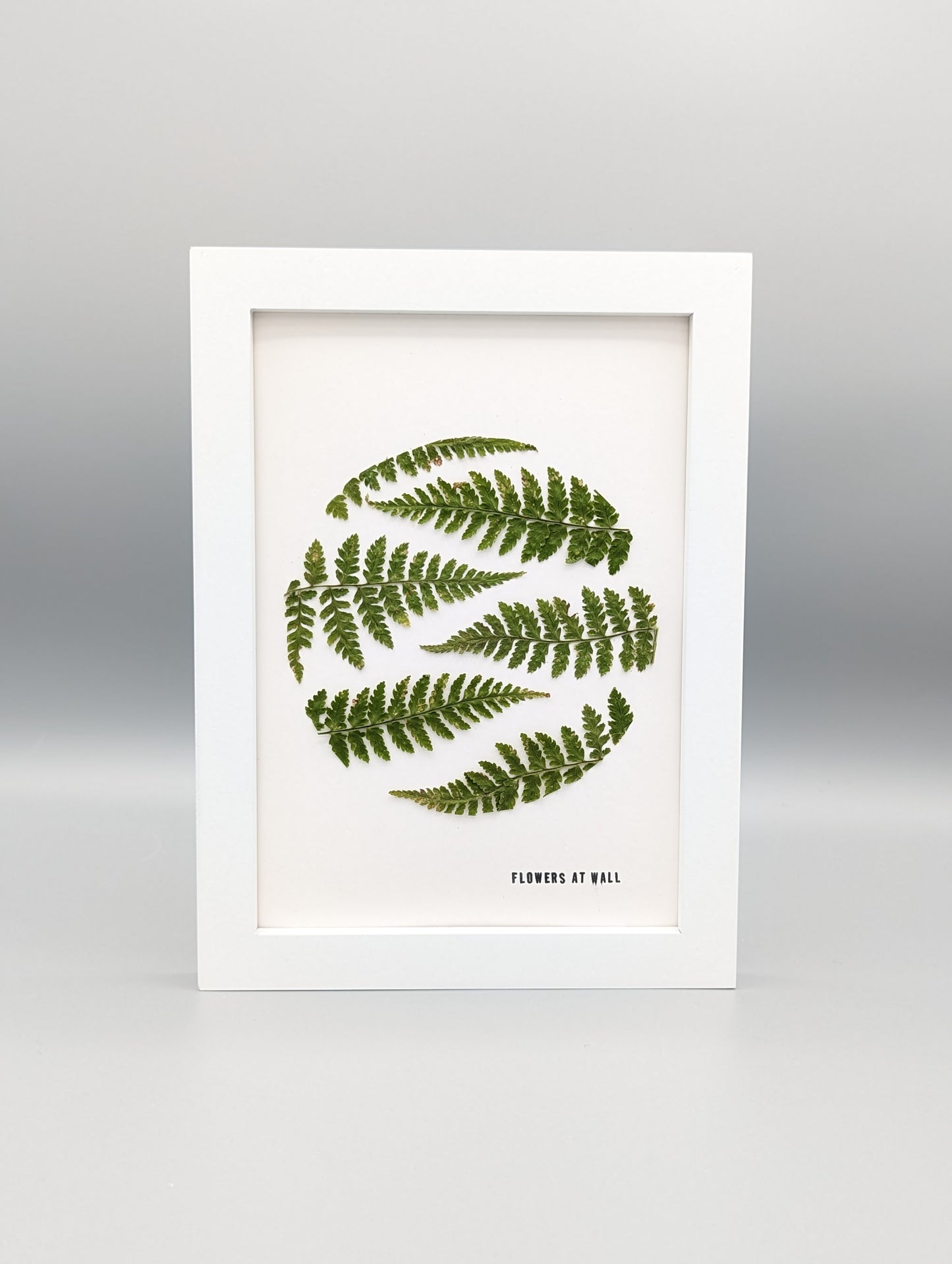 Fern of Maine