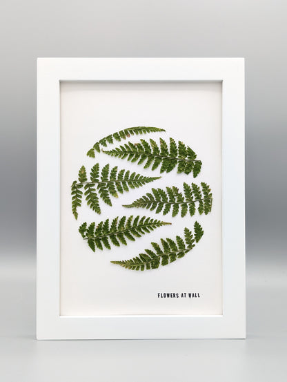 Fern of Maine